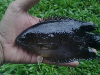 Ikan Kopar