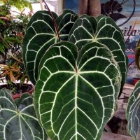 Anthurium crystallinum ( kuping gajah)