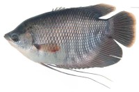 Ikan Gurami