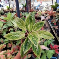 Aglaonema