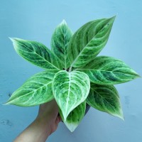 Aglaonema Lipstik White