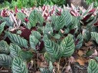 Calathea Ornata