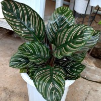 Calathea Ornata