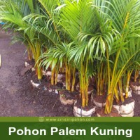 Palem Kuning