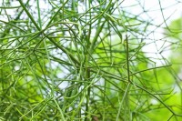 Pohon patah tulang daun varigata