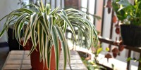 Spider Plant