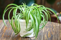 Spider Plant