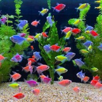 Ikan Hias Glofish Tetra