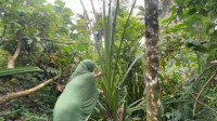 Lapiak Kuansing