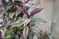 Image of TANAMAN DAUN UNGU